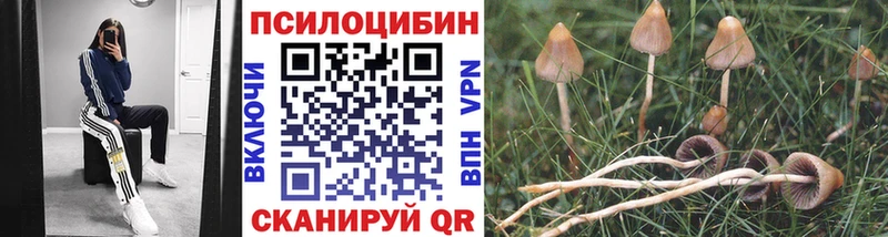 Купить закладки  Канск  Псилоцибиновые грибы MAGIC MUSHROOMS 